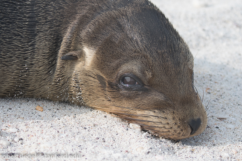 galapagos